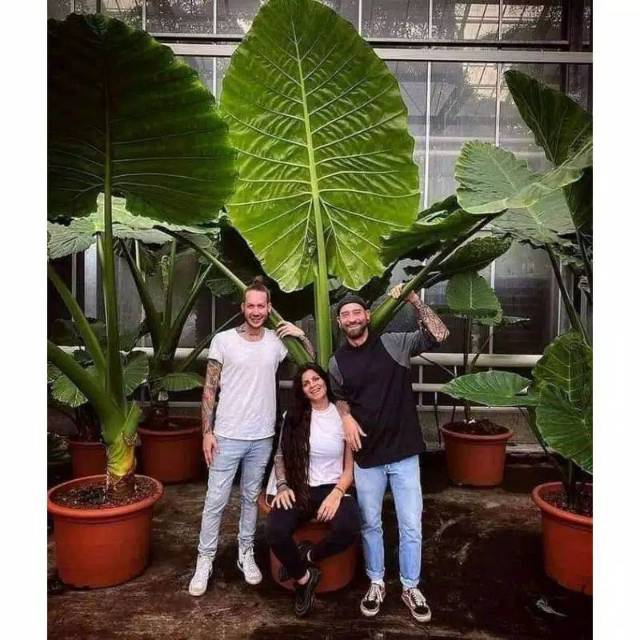 tanaman sente_daun talas sente