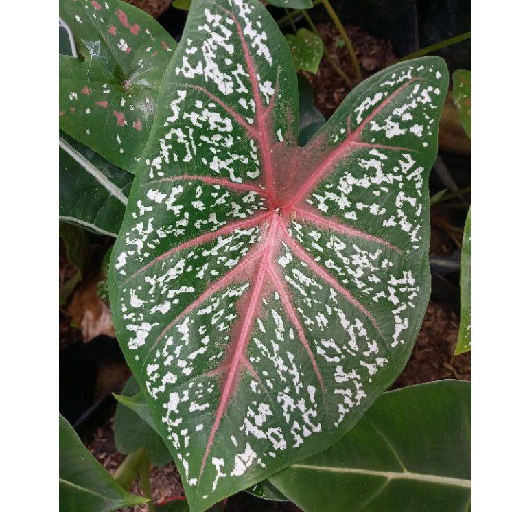 KELADI RED STAR/ KELADI BINTIK MERAH /KELADI LOKAL /KELADI BERAS TUMPAH
