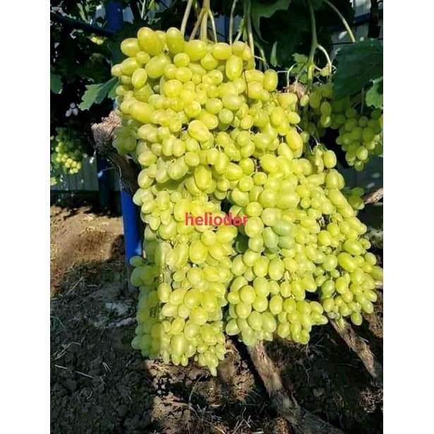 ANGGUR IMPORT HELIODOR DIJAMIN VALID BISA COD