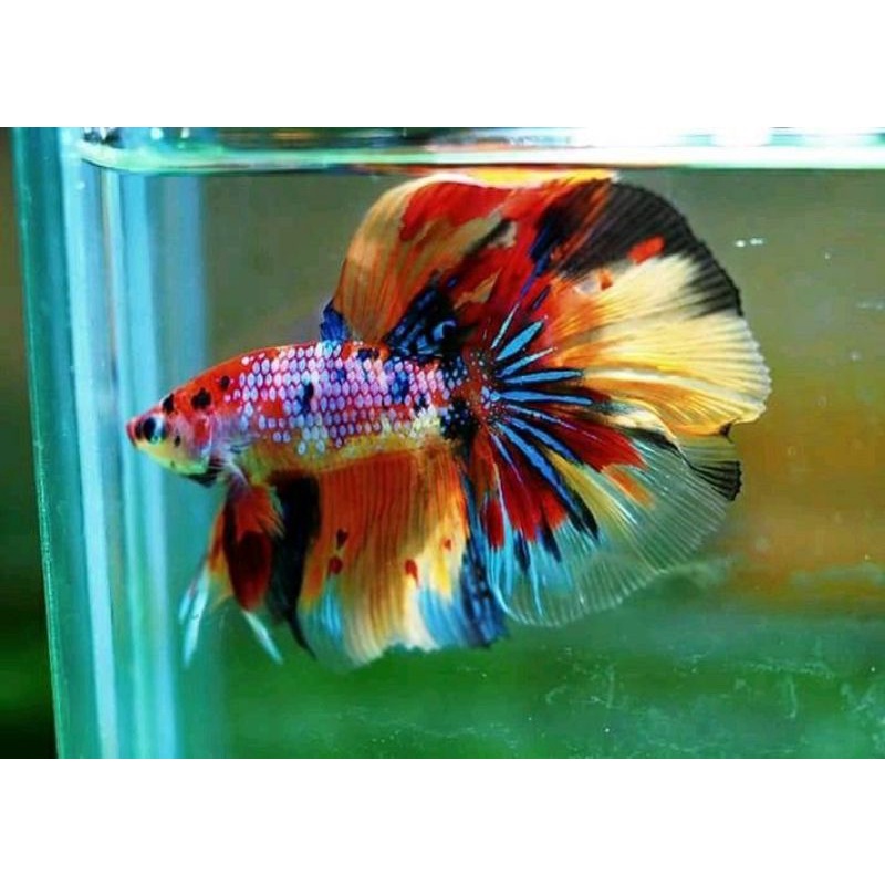 HALFMOON WARNA MULTY GALAXY CANDY MALE