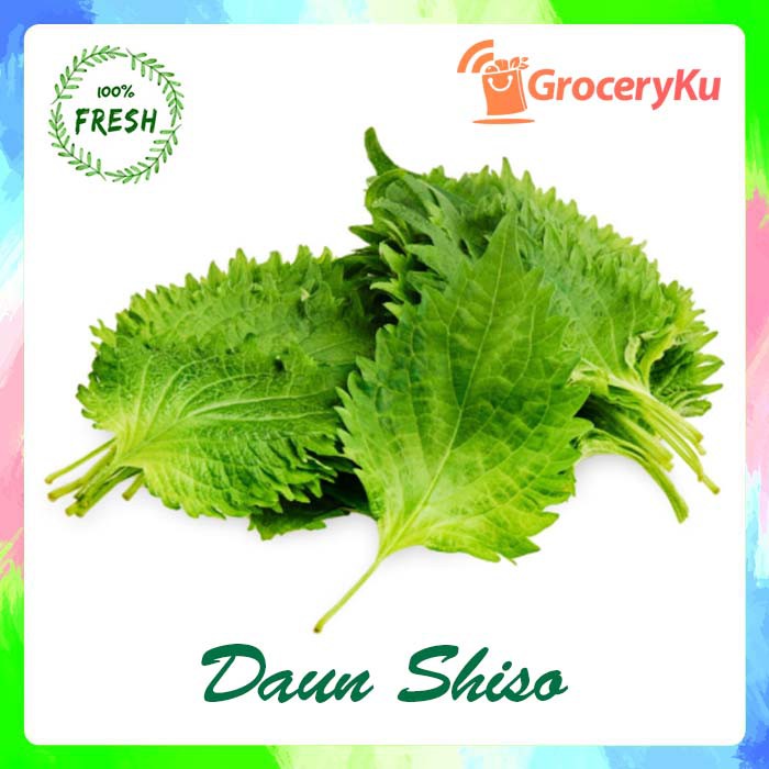 

DAUN SHISO/DAUN OBA/DAUN PERILLA/JAPAN HERB SEGAR/FRESH (PACK/IKAT)