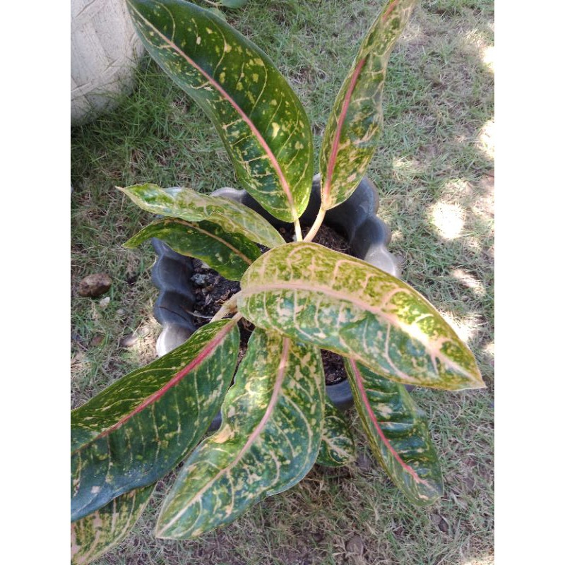 Aglonema Dona Carmen Mutasi