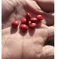 50 Biji Saga Pohon Sogok Tunteng Biji Herbalbiji saga sogok tunteng Kwalitas Bibit Benih Manik manik