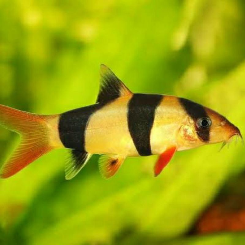 ikan hias botia kalimantan