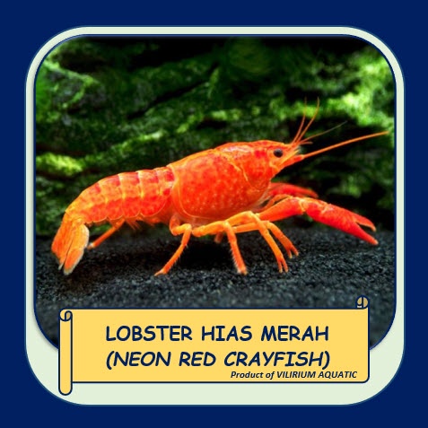 IKAN HIAS AIR TAWAR - LOBSTER MERAH / NEON RED CRAYFISH (±4cm)