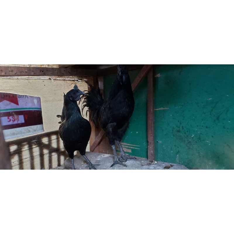 Ayam cemani asli dewasa  hitam