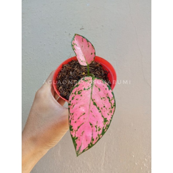 anakan aglonema lady valentine aglaonema
