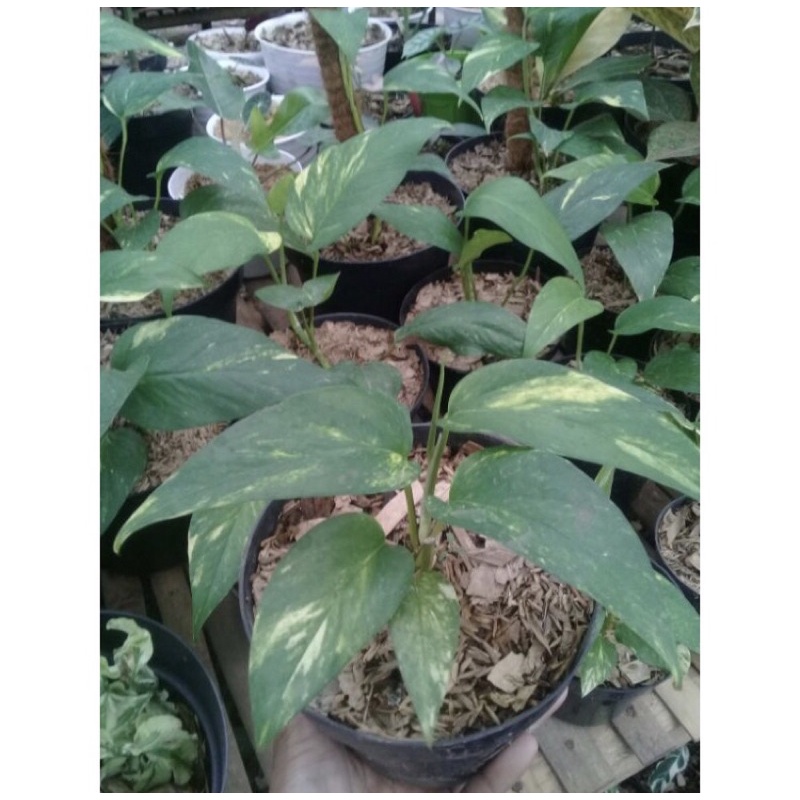 Epipremnum varigata kuning / epip var yellow