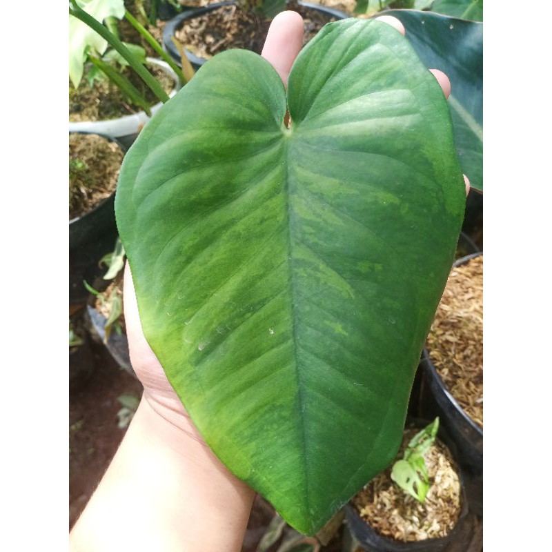 Syngonium Chiapense Yellow Variegated Syngonium Varigata Kuning Var Bagus Mewah