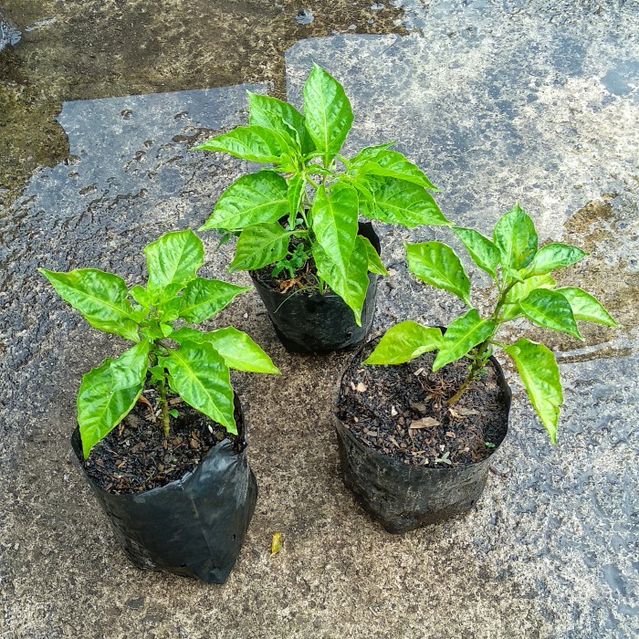 

Pohon Carolina Red Umur 3Bulan Sudah Batang Dewasa Bibitan Aman Tumbuh