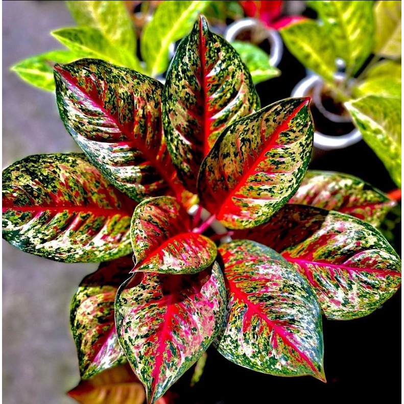 Aglonema Sweet Dream Tanaman Aglonema Hidup Bunga Aglonema Tanaman Aglonema Murah Bukan Bonggol