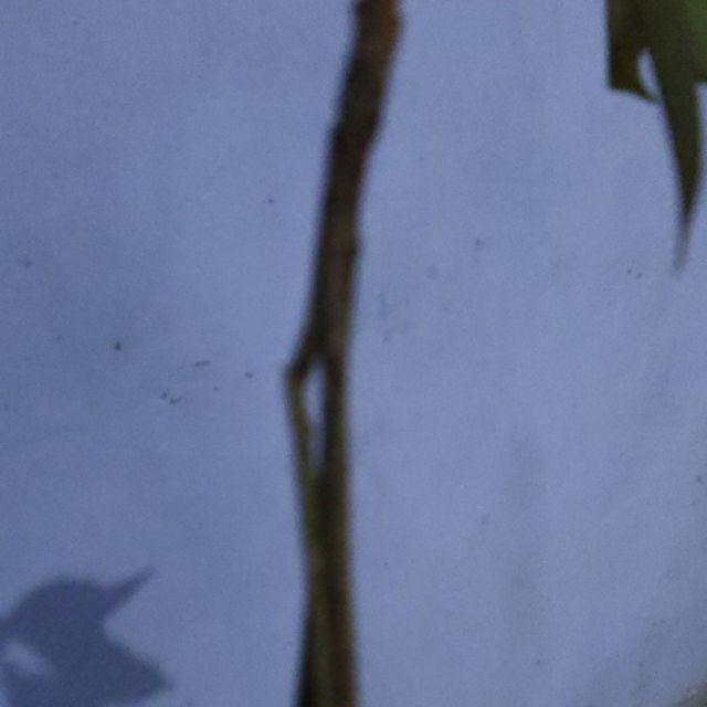 Bibit Durian Musangking Kaki3 Terlaris