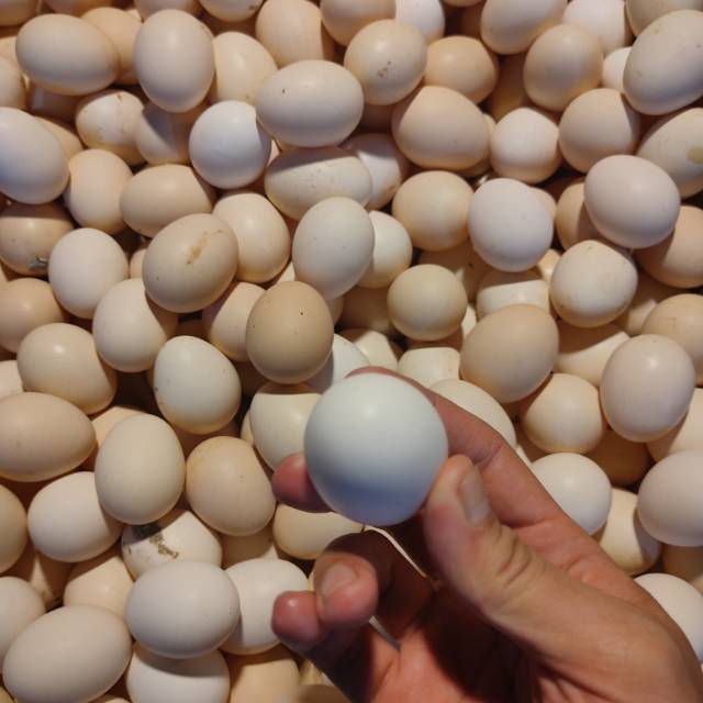 

TELUR AYAM KAMPUNG FRESH 1 PACK ISI 30 BUTIR