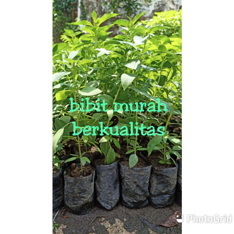 BIBIT KEMANGI SUPER MURAH BANGET
