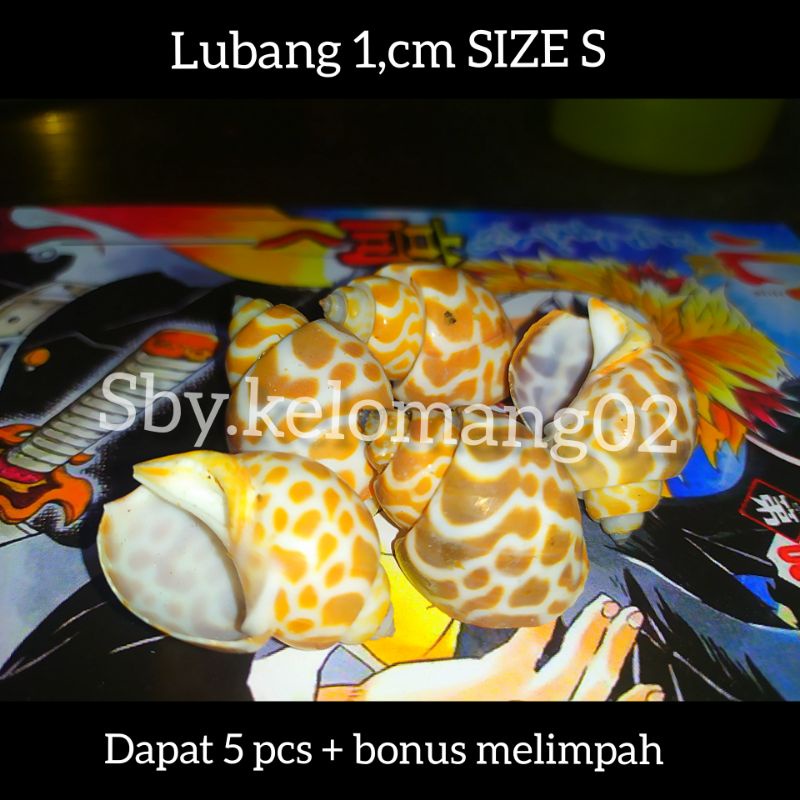 5 BABYLONIA SP CANGKANG KELOMANG UKURAN S