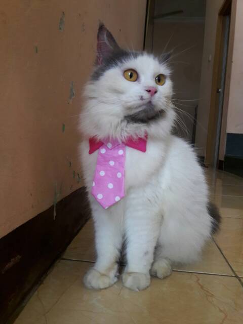 Dasi panjang untuk kucing dan anjing / baju kucing lucu / aksesoris hewan lucu