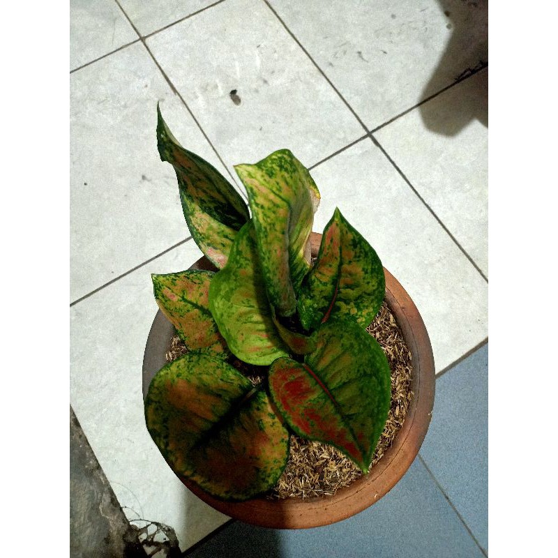 Tanaman hias - Aglonema Heng heng. indukan 5 - 8 daun