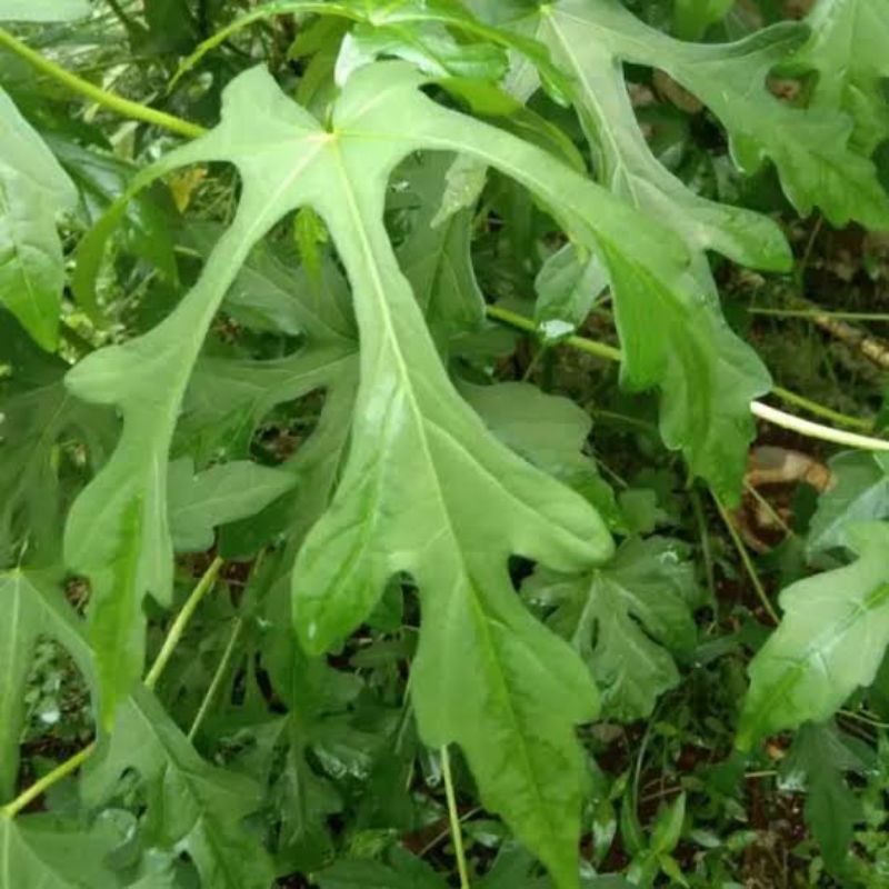 Daun mustajab daun gedi sayur yondokdaun singkong madinah atau pun arab