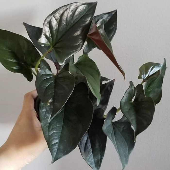 Tanaman hias syngonium erythrophyllum - syngonium dark arrow - bunga hidup - tanaman hdup