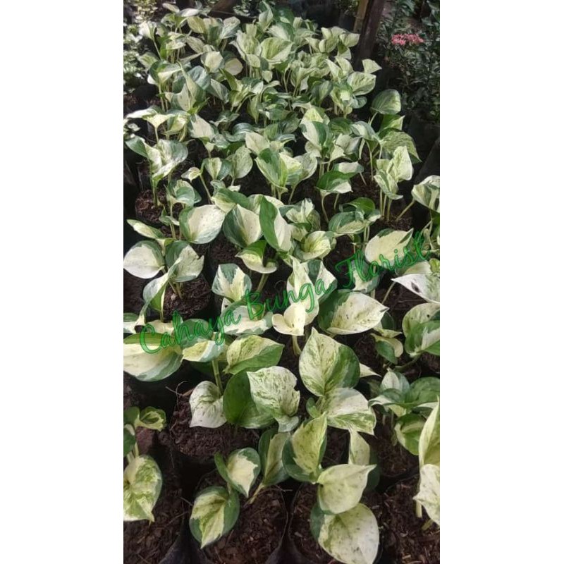 Tanaman Hias Sirih Manjula - Realpict - Sirih Manjula