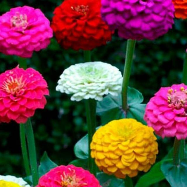 Benih Bunga Zinnia Liliput Mixed.