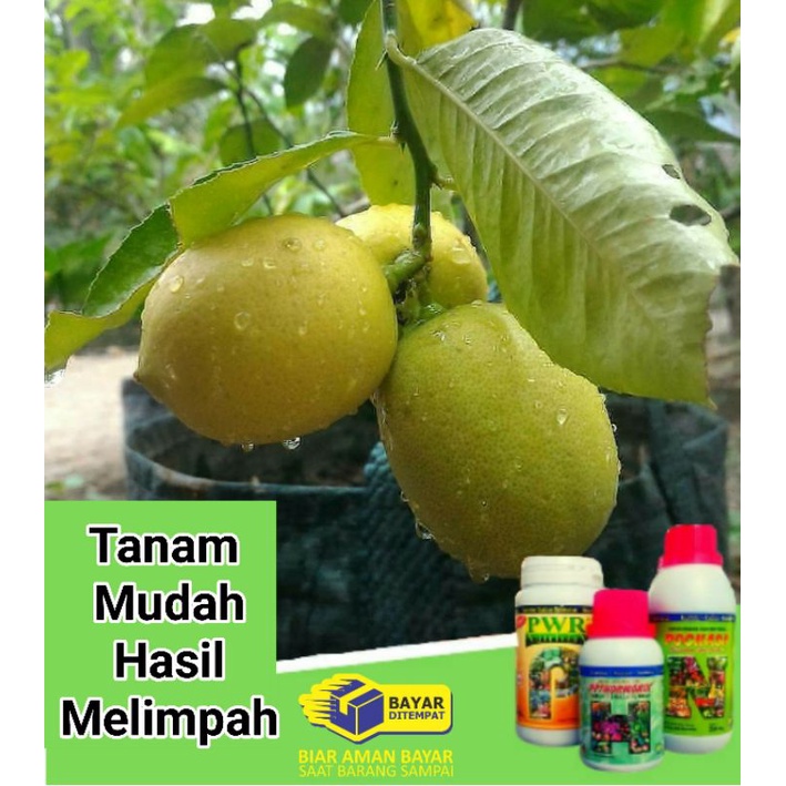 PUPUK BOOSTER BUAH PELEBAT BUAH PERANGSANG BUAH