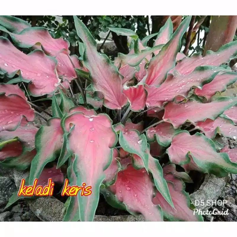 keladi keris 3-5 daun - caladium red mendova - keladi red ruffles - keladi api