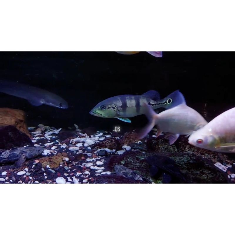 ikan peacok bass azul 25 cm