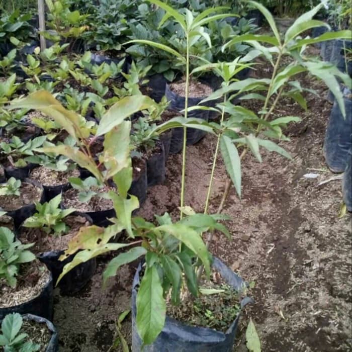 bibit buah plum hijau stek unggul berkualitas