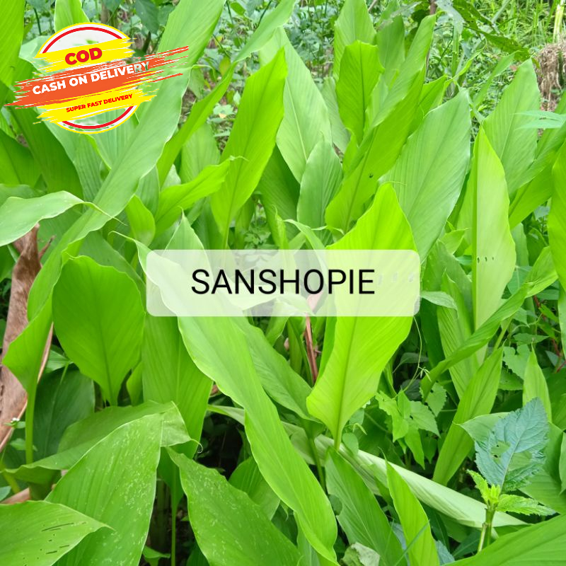 

Paket 500 gram Daun kunyit kuning kunyit kunir segar
