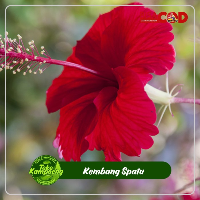 

daun bunga kembang sepatu 500 gram pres