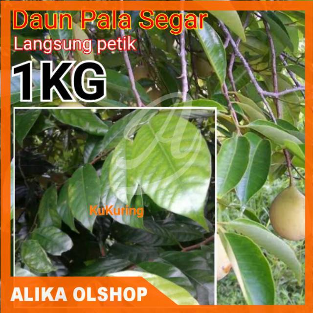 

Daun Pala Segar 1kg Langsung Petik