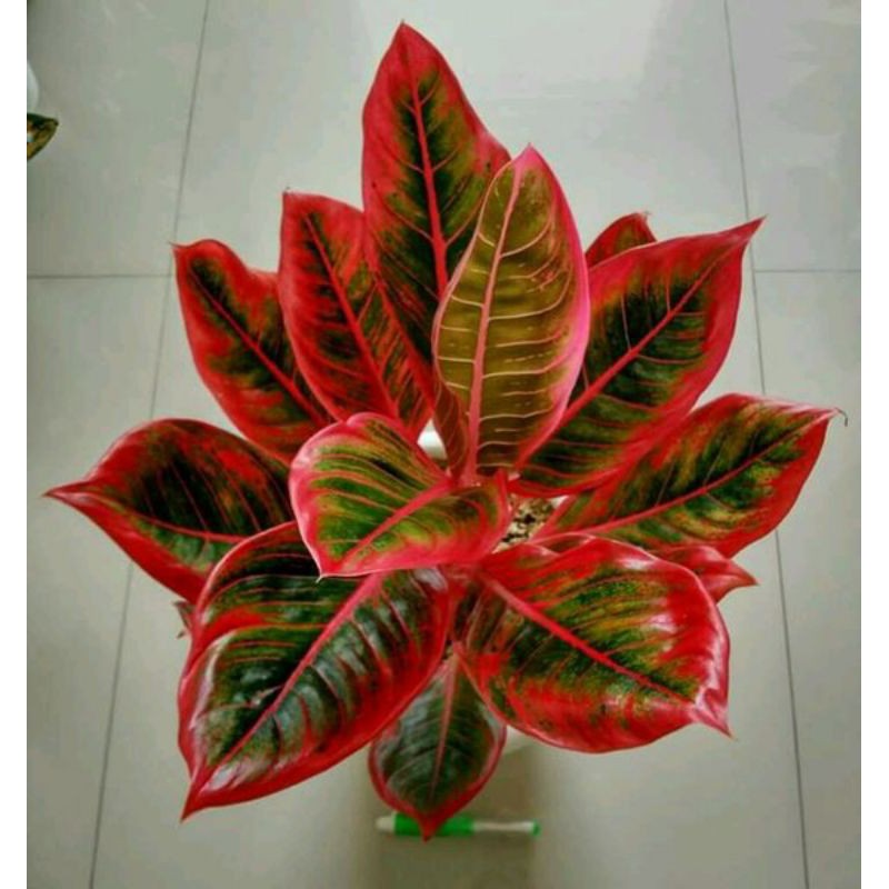 Tanaman hias aglonema Khanza/bonggol aglonema khanza