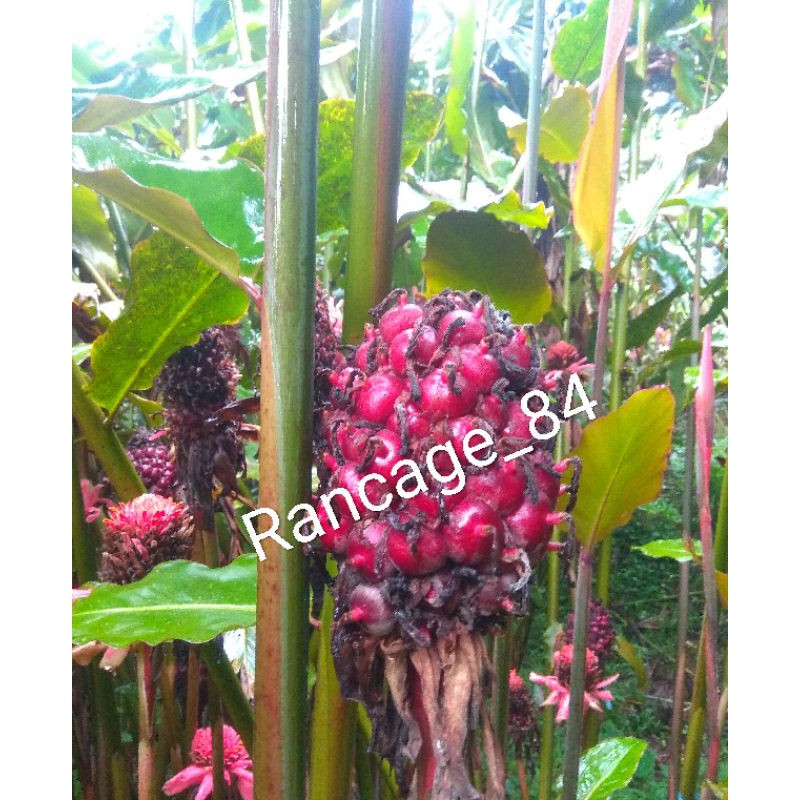 

Honje Laka Etlingera hemisphaerica herbal (500 gr)