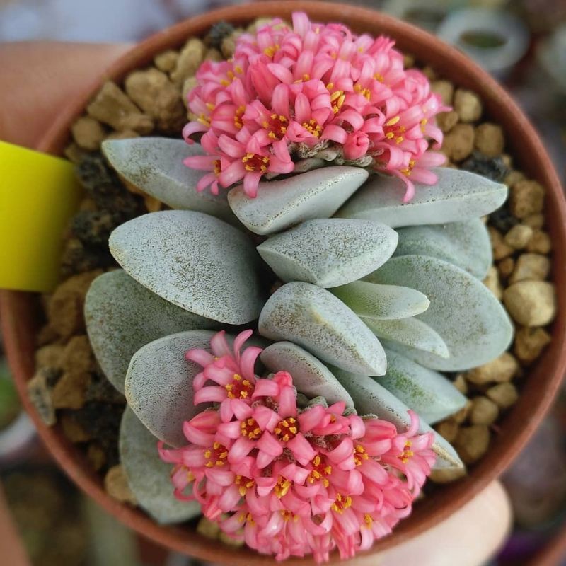 Sukulen Crassula Morgan Beauty