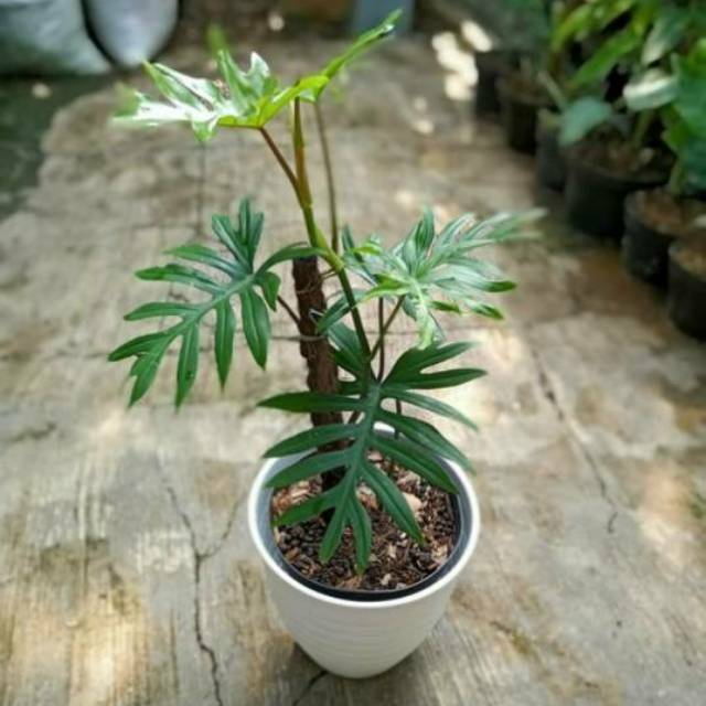 Tanaman hias philodendron mayoi care - philodendron mayoi - philodendron - bibit