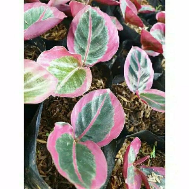 Tanaman Hias Calathea Sintia Pink / Bibit Calathea Sintia Pink