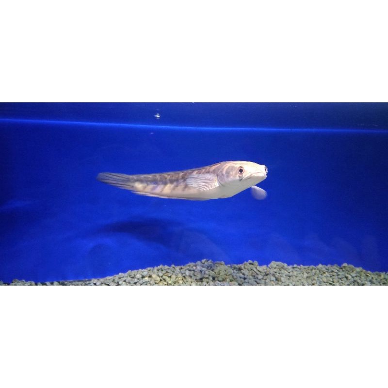 

chana maru ys