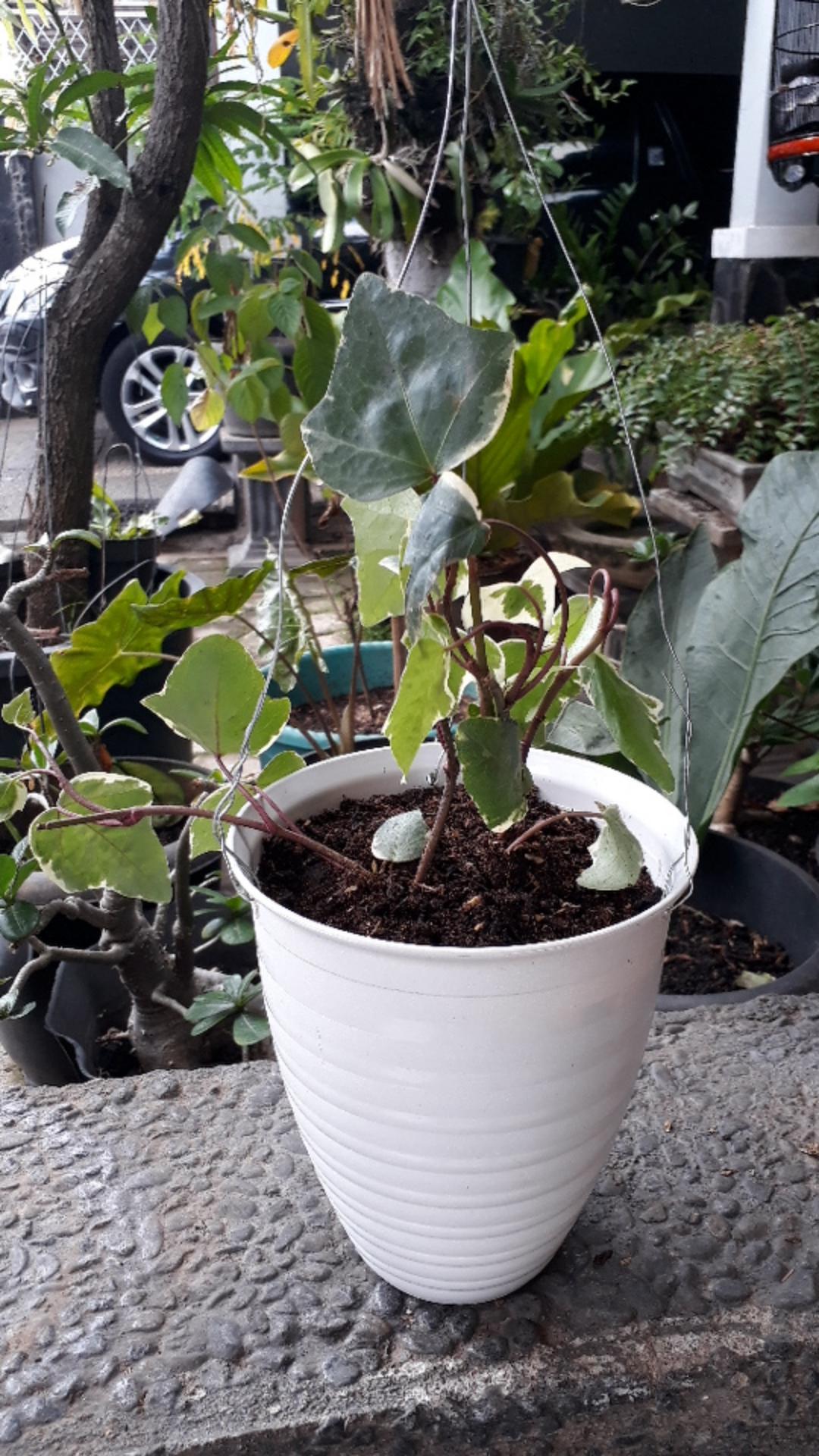 Tanaman Hias Gantung Bunga Ivy Varigata / Hedera Helix Glacier