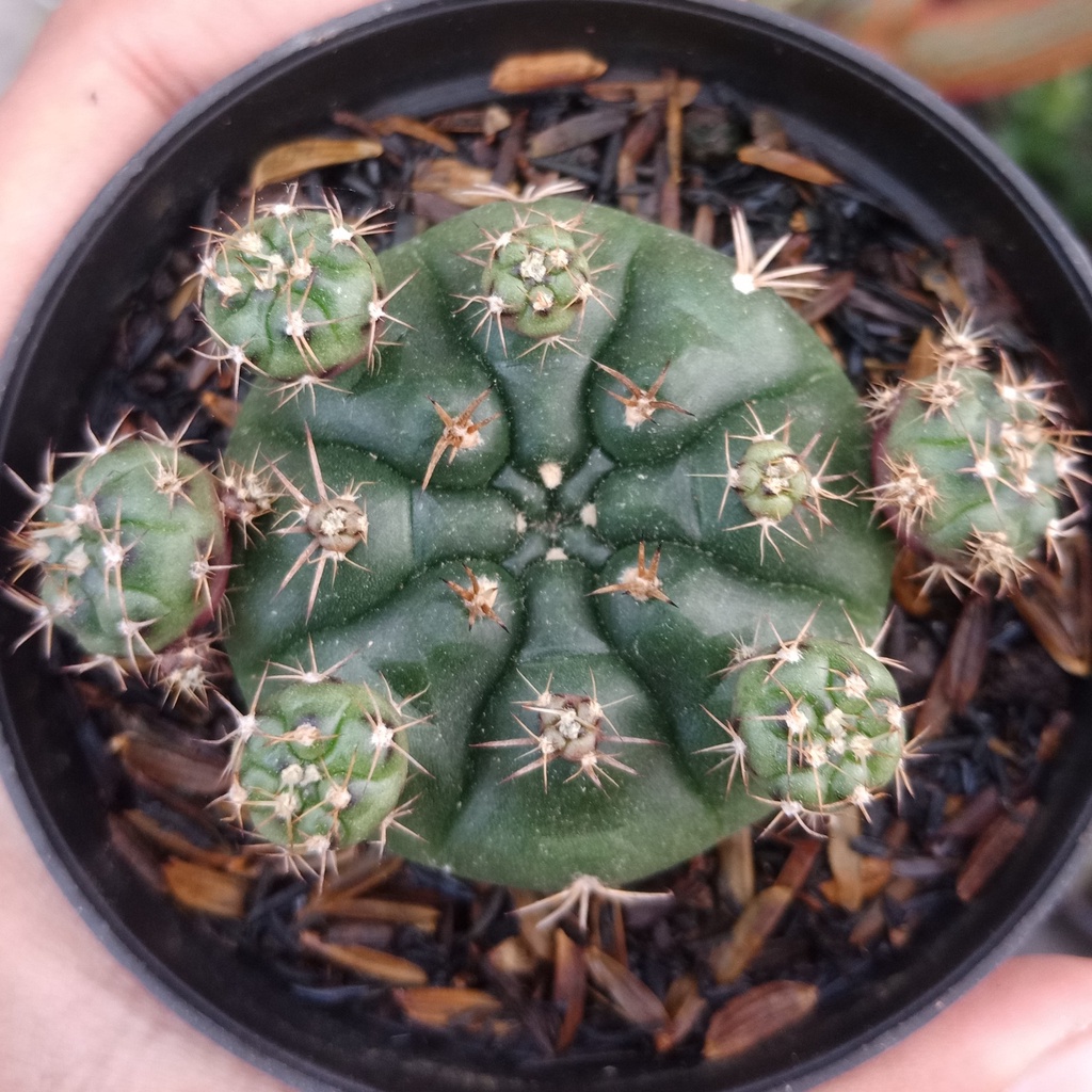 Kaktus Gymno damsi ungu ownrot pot8cm