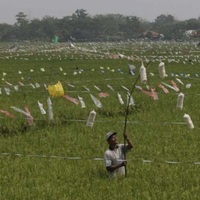 Tali Pengusir Burung Sawah Pertanian Tanaman Perak - 1kg