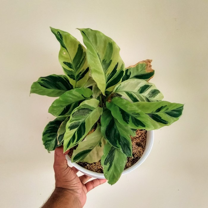 Tanaman Bunga kalatea tissue golden calathea louisae beauty