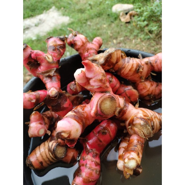 

lengkuas/laos/laja merah