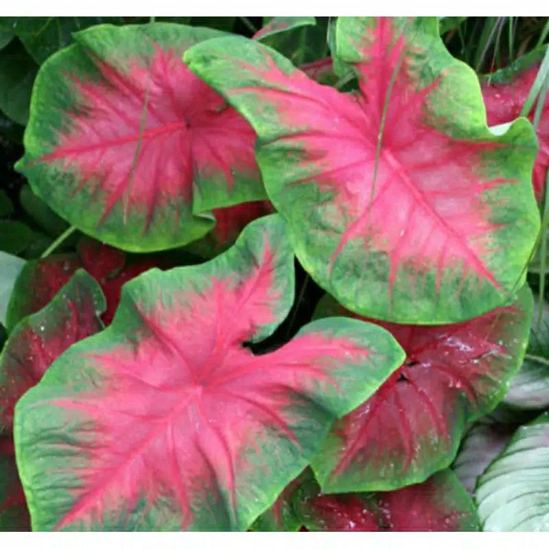 keladi merah jreng keladi murah berbonggol