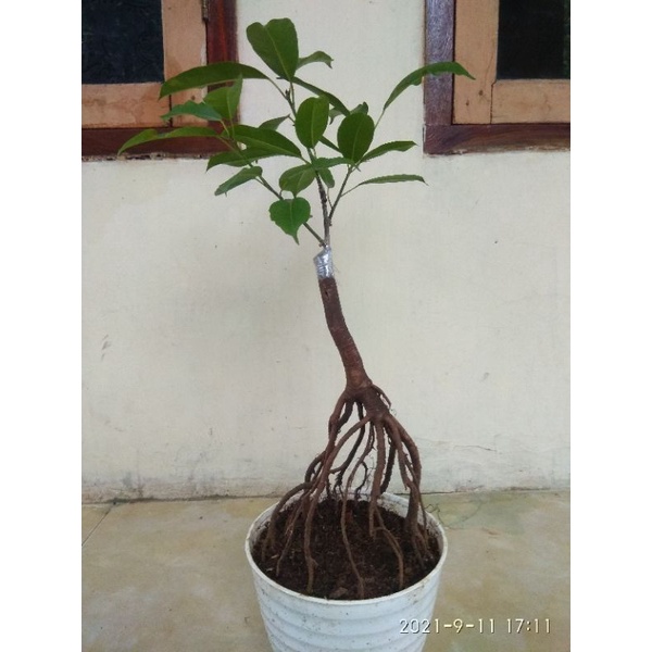 BONSAI BUNUT PUCUK MERAH REAL PICT OKULASI//BONSAI LANGKA UNIK