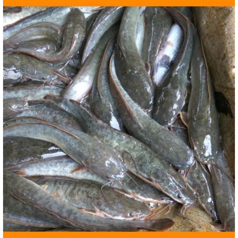 

Ikan lele segar untuk konsumsi