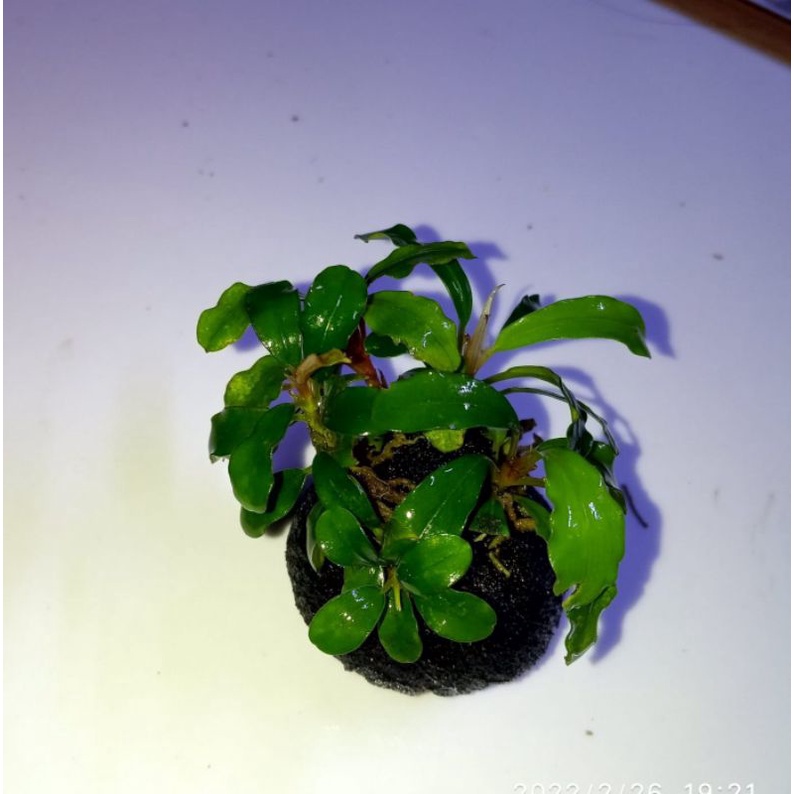 bucephalandra media wabikusa aquascape
