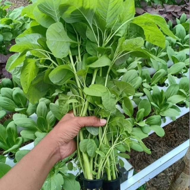 VICTORY SEED 500 Benih Biji Sayur Bayem Ijo Bayam Hijau Hidroponik Green Amaranthus Spinach Vegetables-2