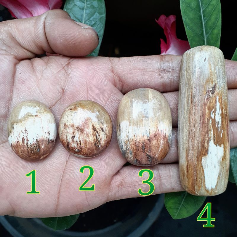 Satuan Loose Stone Batu Fosil Kayu Kelor Merah Putih Coklat Hitam