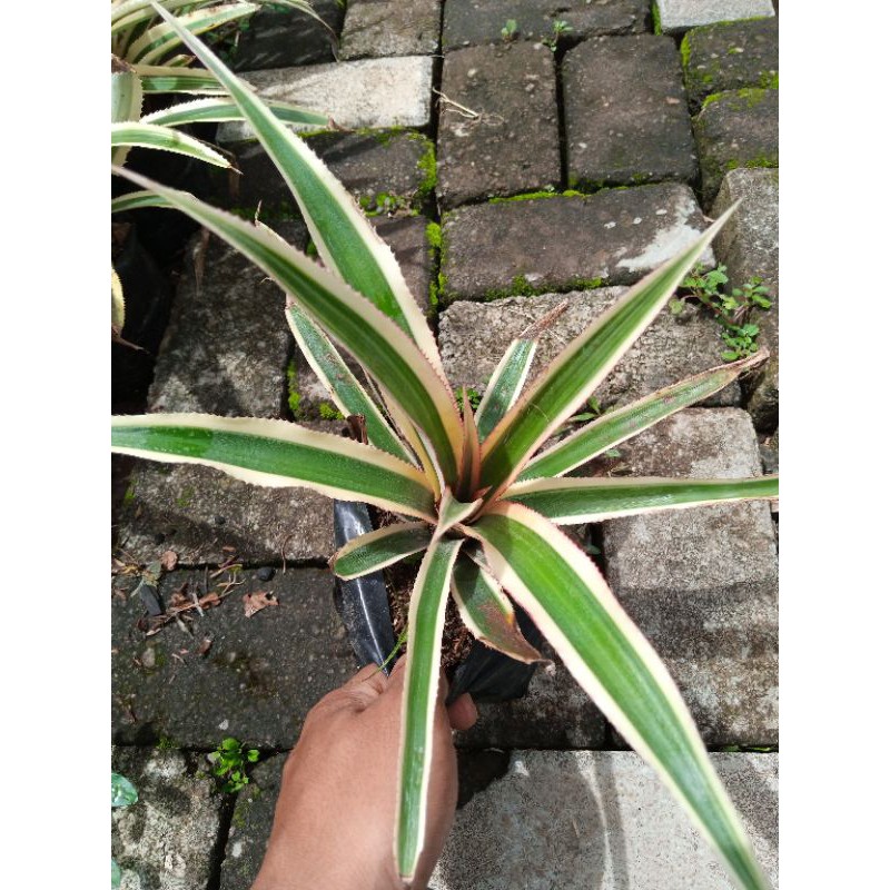 bibit bunga nanas merah